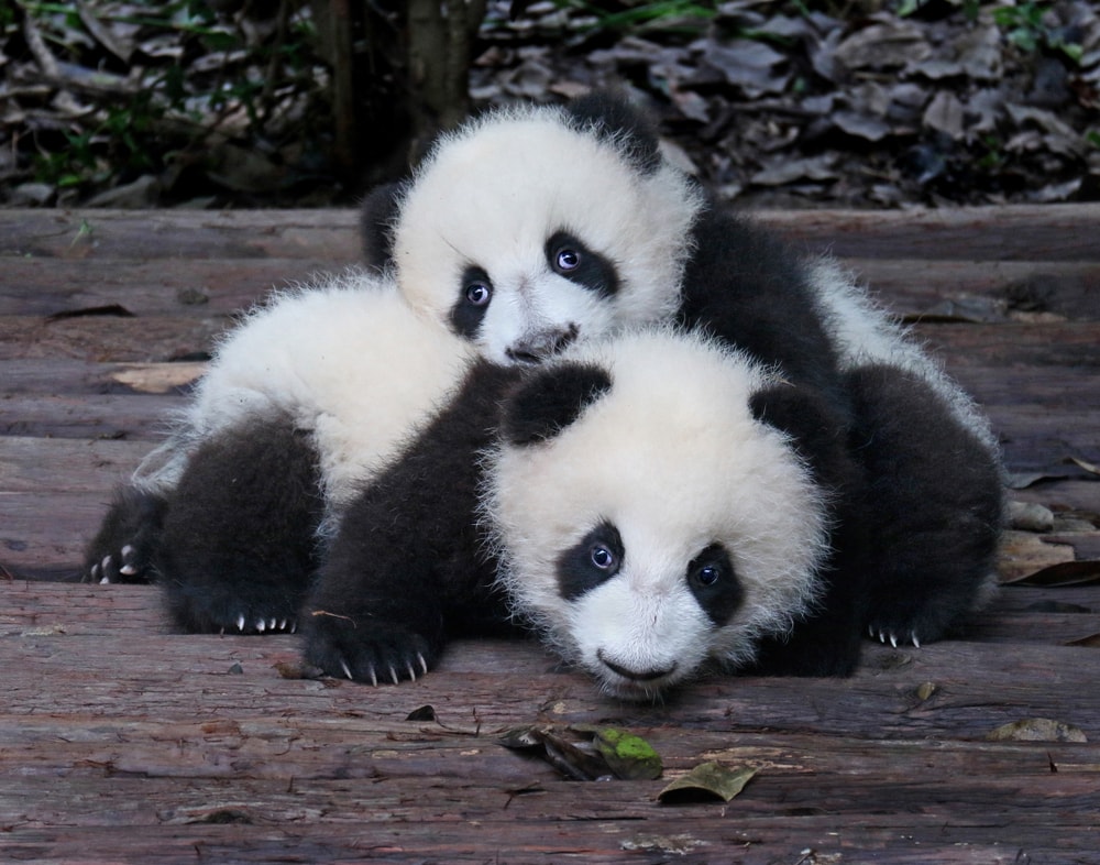 two baby pandas cuddling with each other