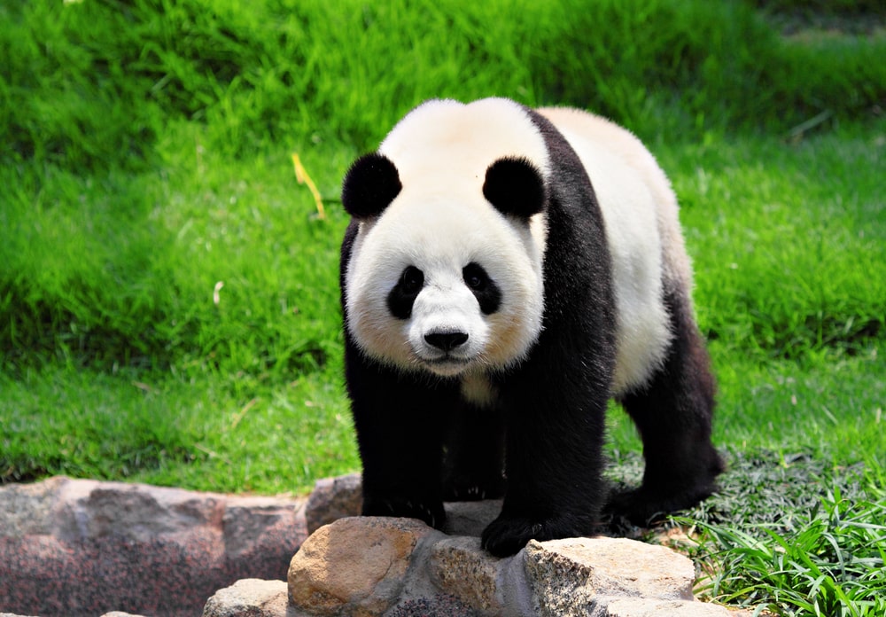 image of an adult panda in the wild