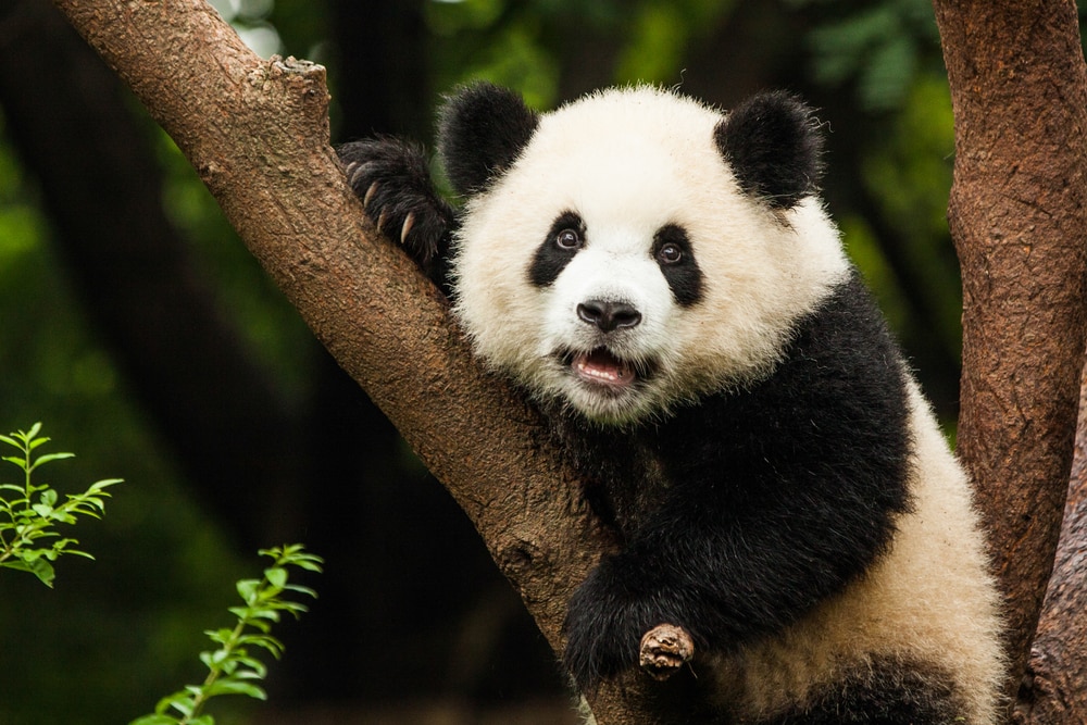 image of a panda on a tree