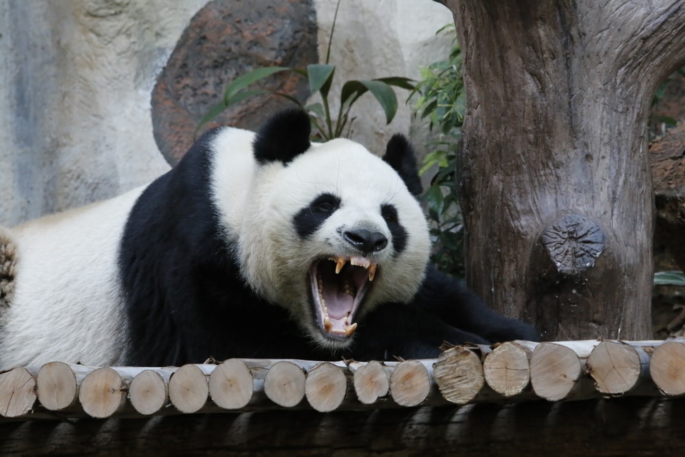 close up image of an adult giant panda roaring