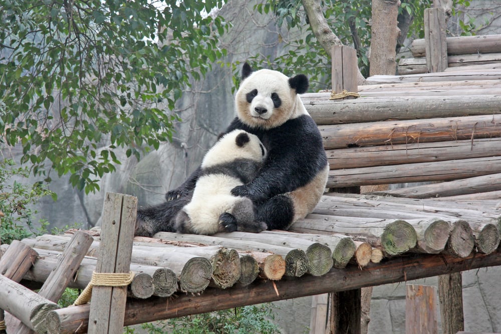 a mother panda with her cub
