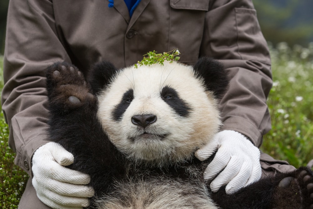 a giant panda cub held by a zookeeper 