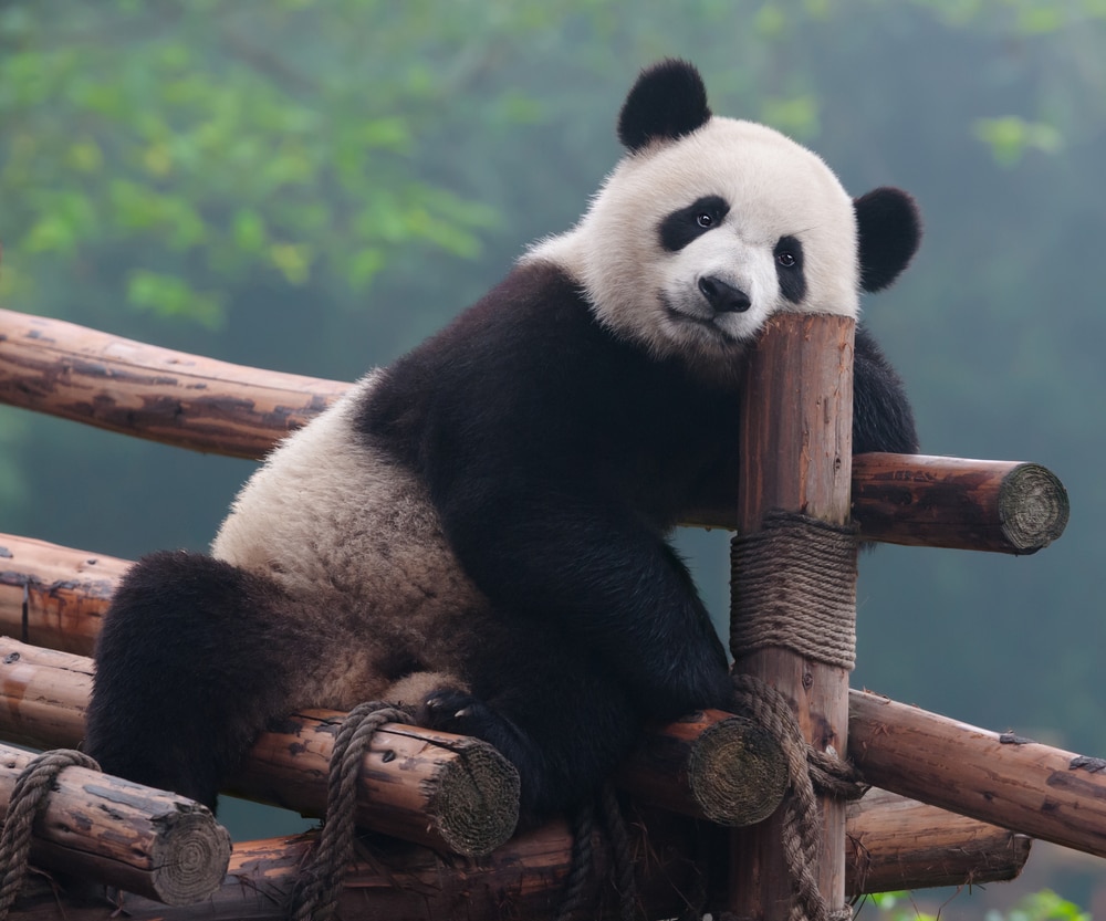 cute panda resting on a wooden fence 