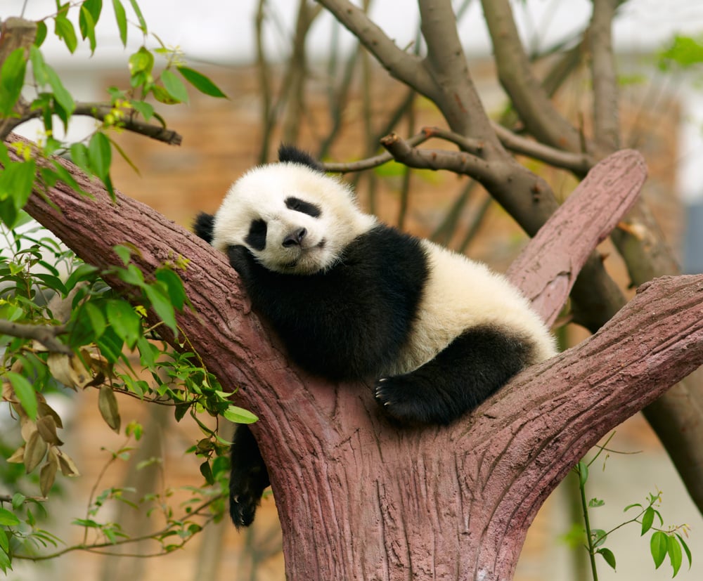 a baby panda sleeping on a tree