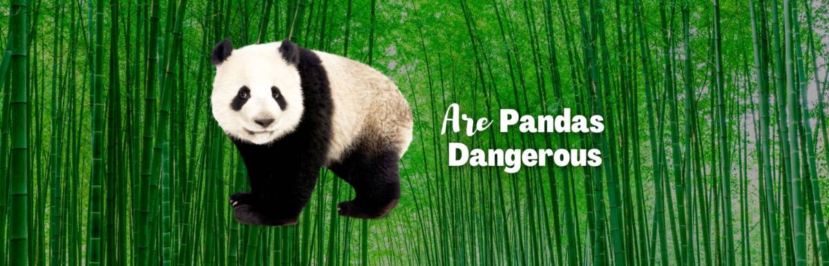 are pandas dangerous featured image