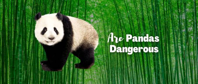 are pandas dangerous featured image
