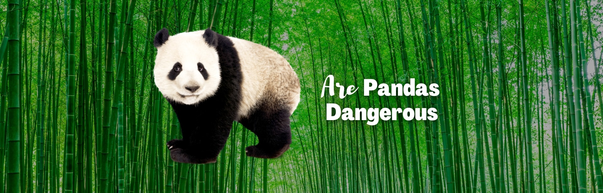 Are Pandas Dangerous? Even the Gentlest Beast Can Bear Its Teeth