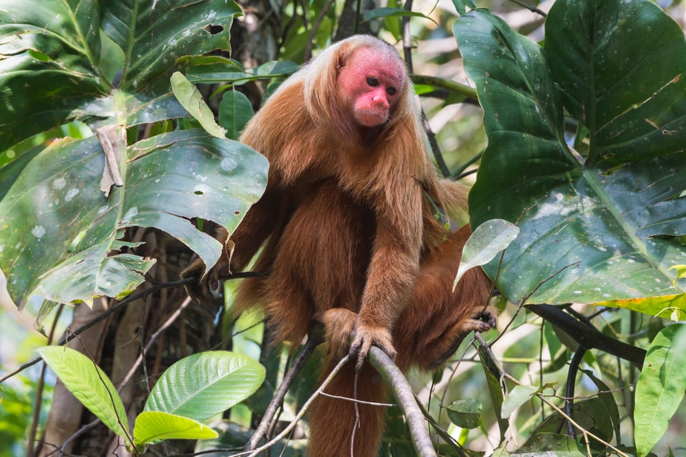Bald uakari in the middle of huge leaves