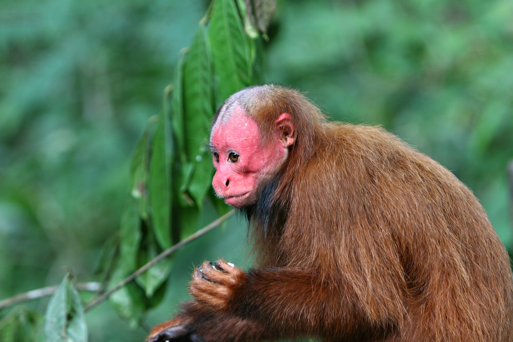 Bald uakari sitting in the middle of a tree