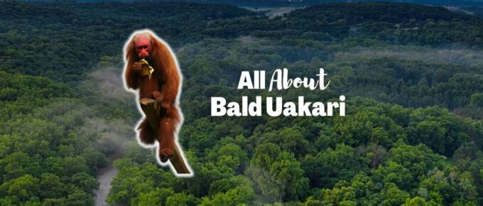 Bald uakari featured image