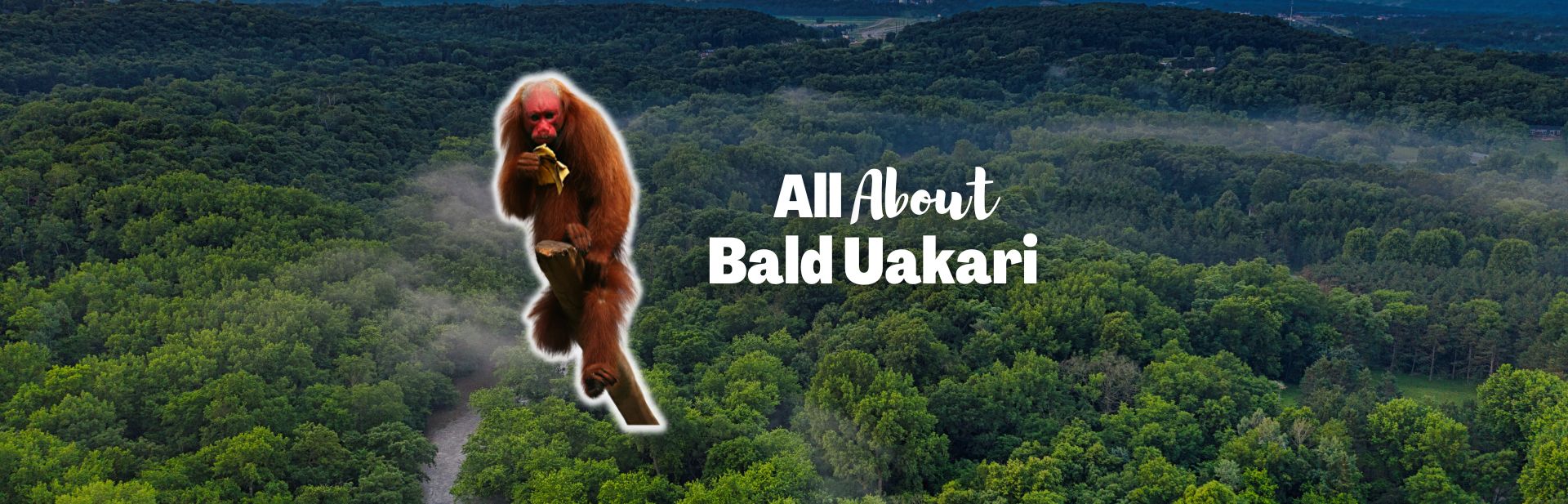 Discover the Bald Uakari: The Amazon’s Red-Faced Primate Marvel