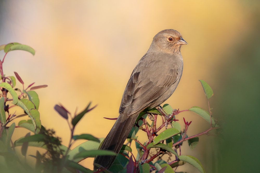 California Towhee (Melozone crissalis) standing on the edge of a plant