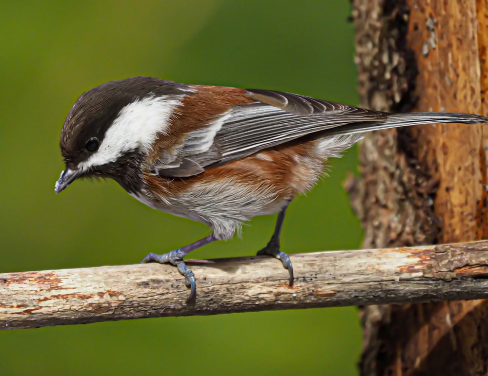 Chestnut-Backed Chickadee (Poecile rufescens) pecking a wood