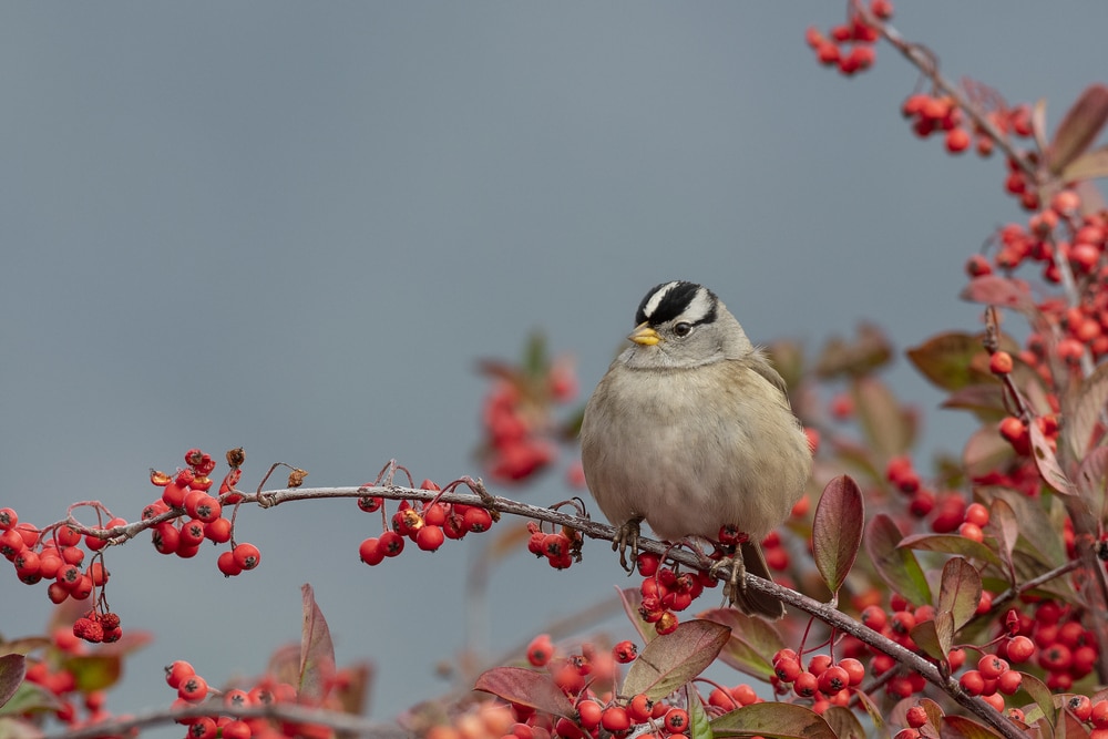 White-Crowned Sparrow (Zonotrichia leucophrys) in a tree full of cherries