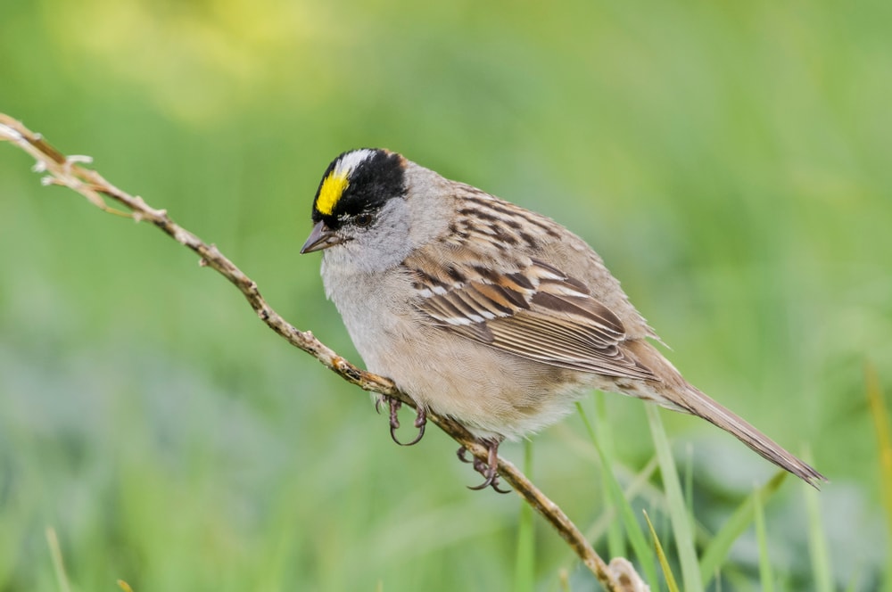 Golden-Crowned Sparrow (Zonotrichia atricapilla) holding on a grass