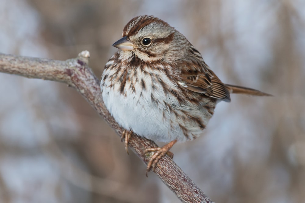 Song Sparrow (Melospiza melodia) staying on a tree during winter