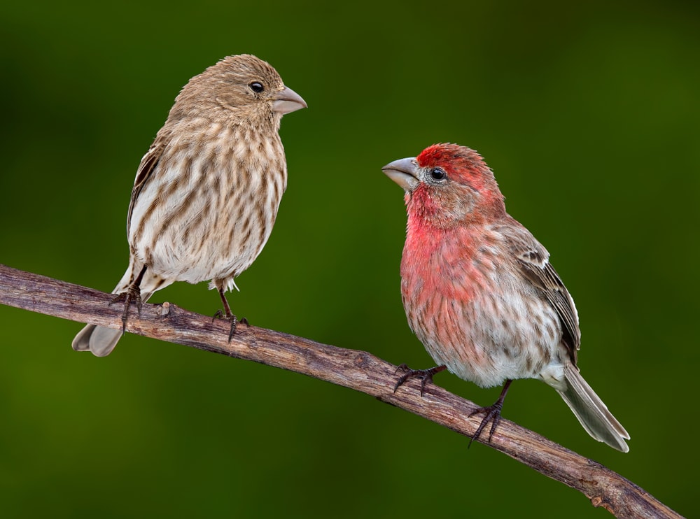 House Finch (Haemorhous mexicanus) looking at each other