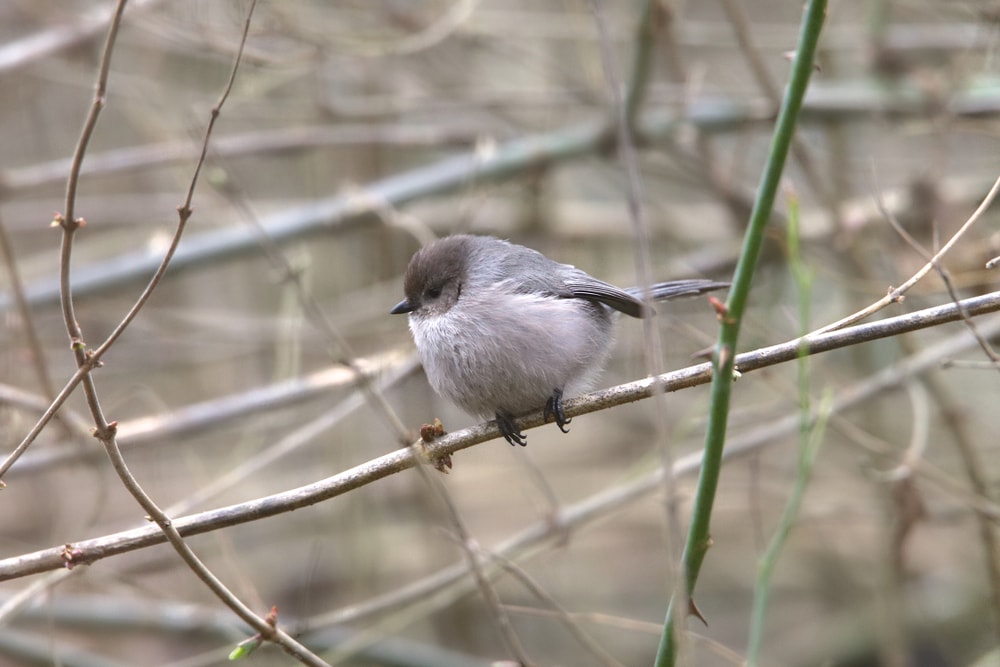 Bushtit (Psaltriparus minimus) in the middle of sticks full of thorns