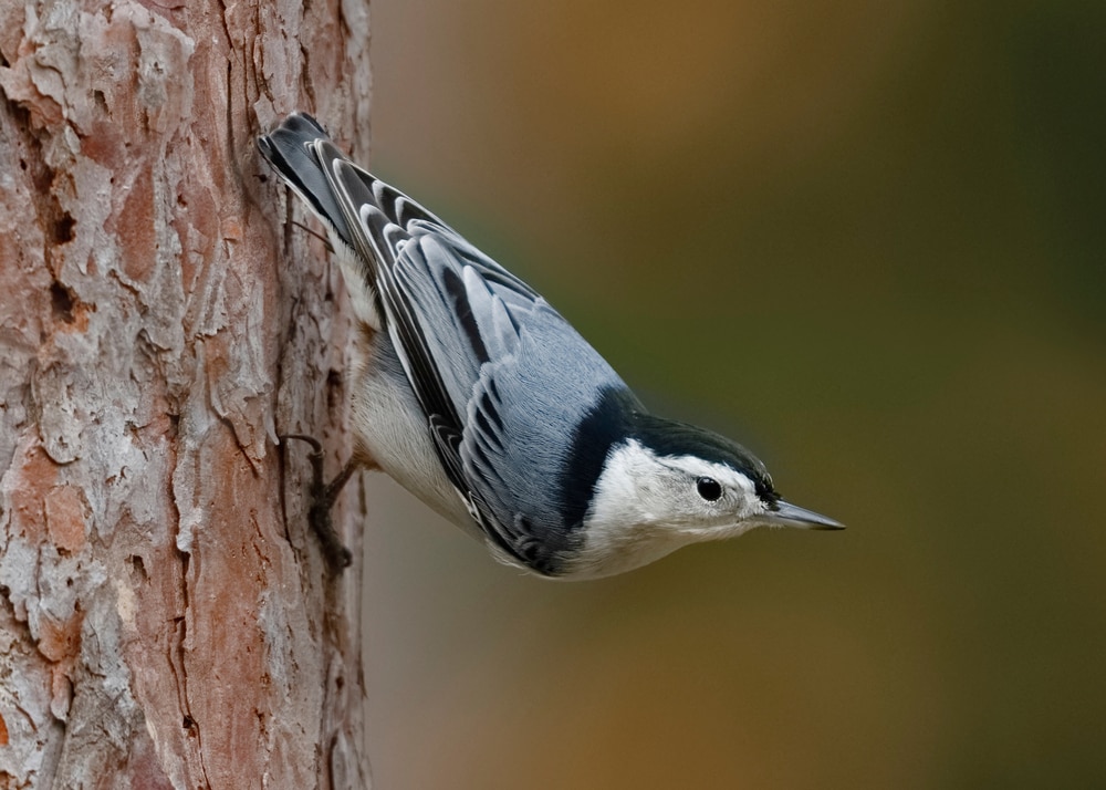 White-Breasted Nuthatch (Sitta carolinensis) ready to fly