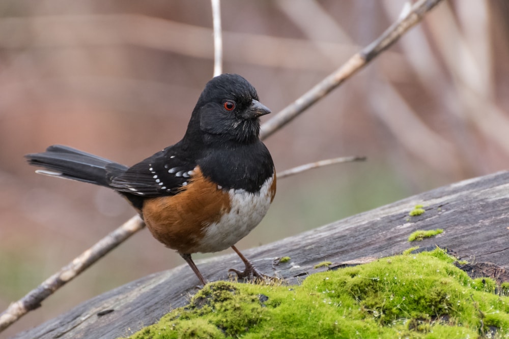 Spotted Towhee (Pipilo maculatus) standing on the branch of a tree