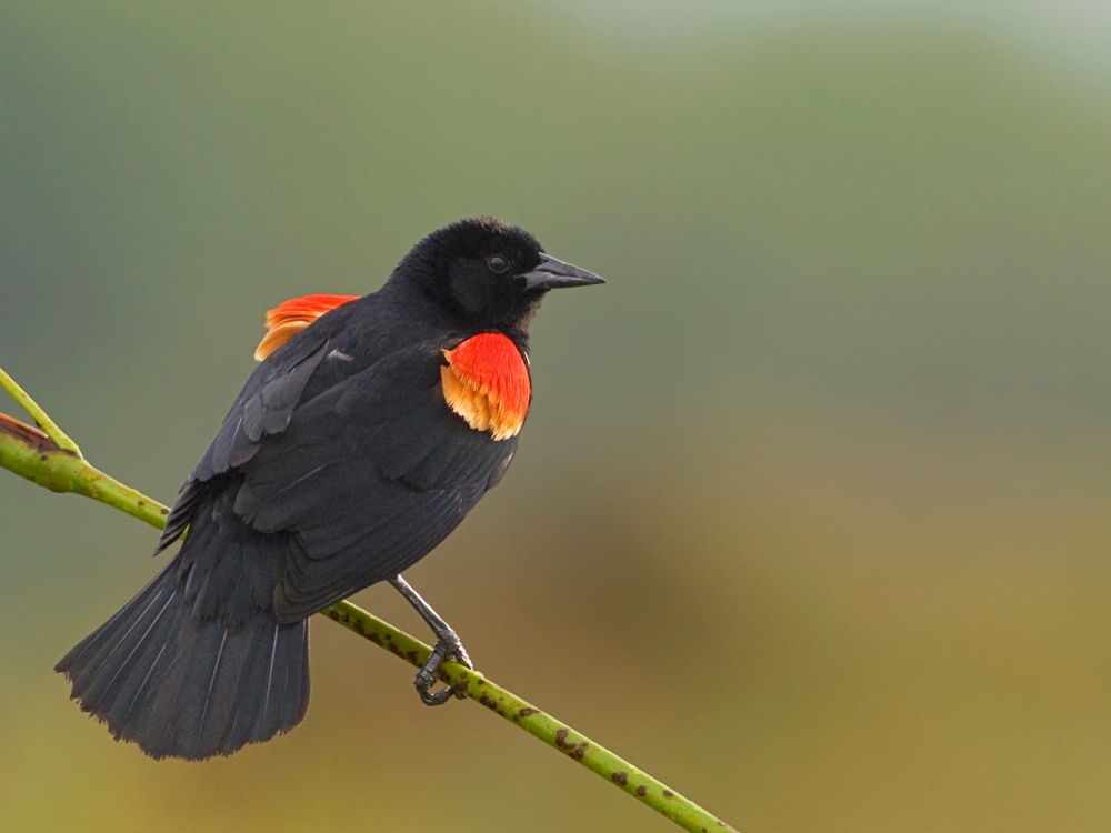 Red-Winged Blackbird (Agelaius phoeniceus) looking on its right