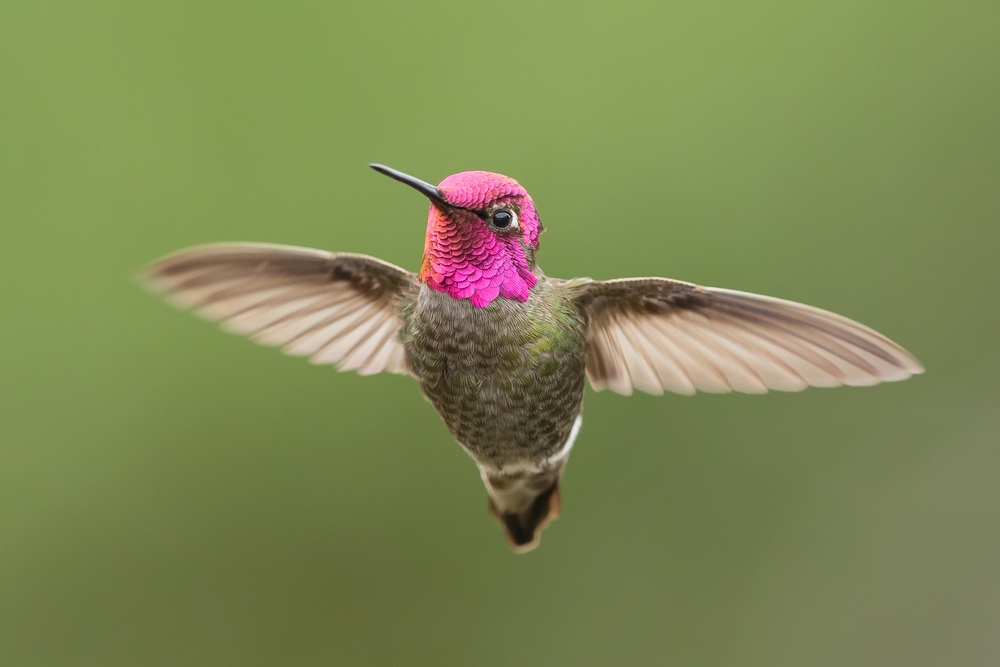 Anna’s Hummingbird (Calypte anna) flying