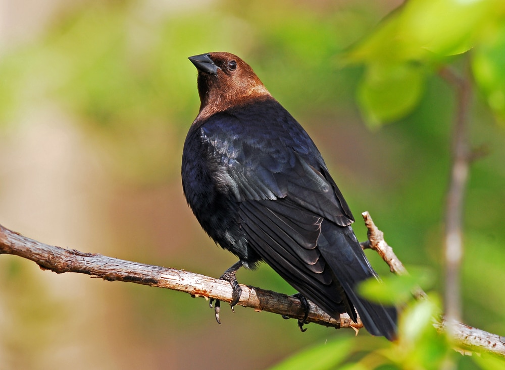 Brown-Headed Cowbird (Molothrus ater) looking at the sky
