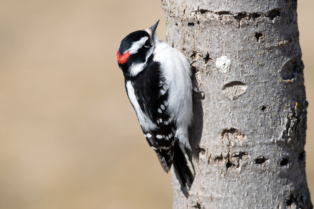Downy Woodpecker (Picoides pubescens) pecking a wood