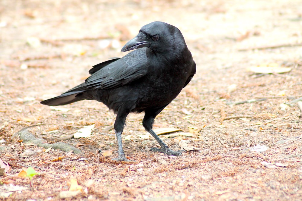 American Crow (Corvus brachyrhynchos) standing on a dry fields