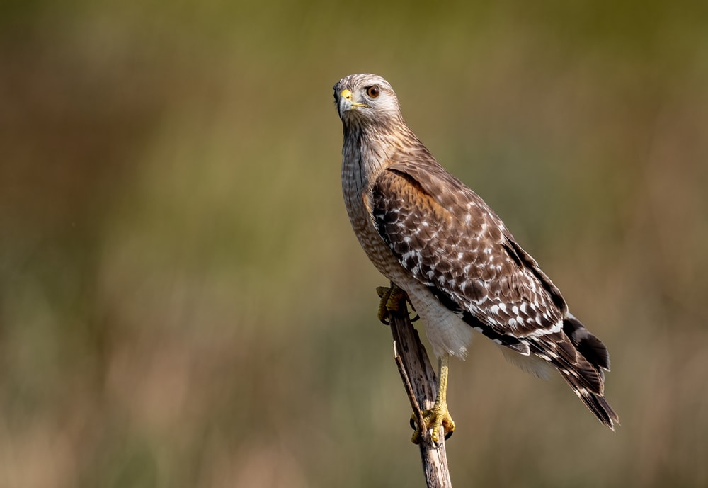 Red-Shouldered Hawk (Buteo lineatus) holding on the end of a stick