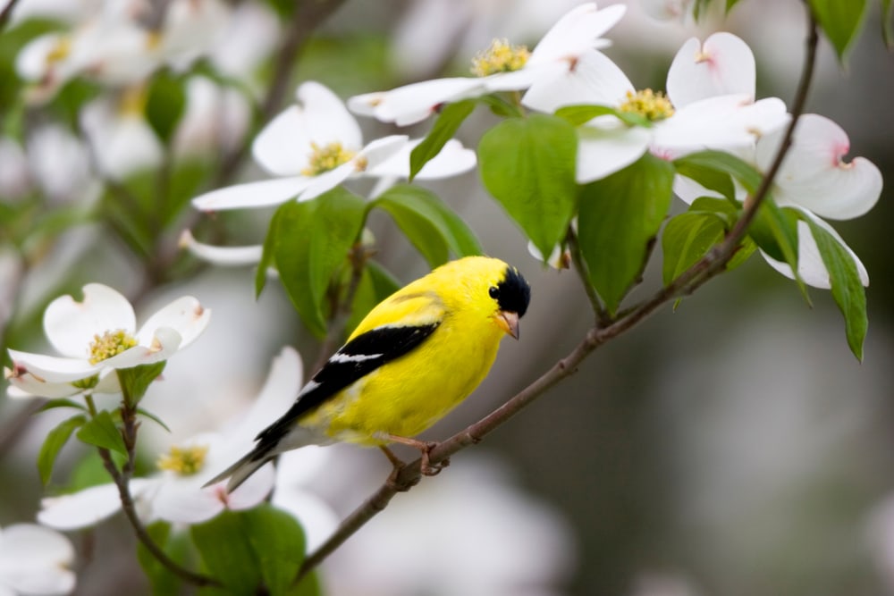 American Goldfinch (Spinus tristis) standing in the middle of white flowers