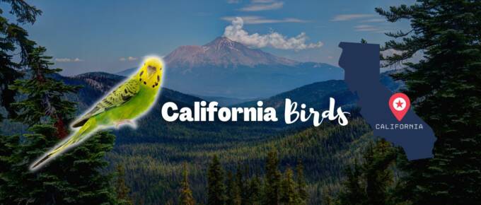 California Birds featured image