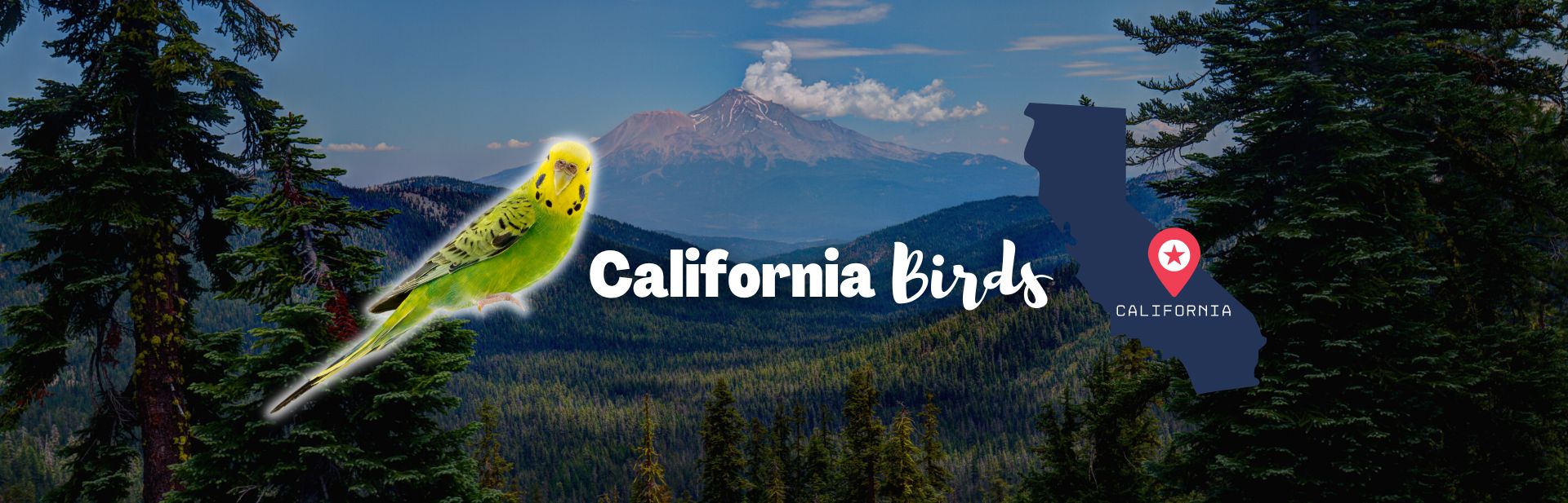 Discover the Fascinating World of California Birds: A Closer Look at 37 Iconic Bird Species
