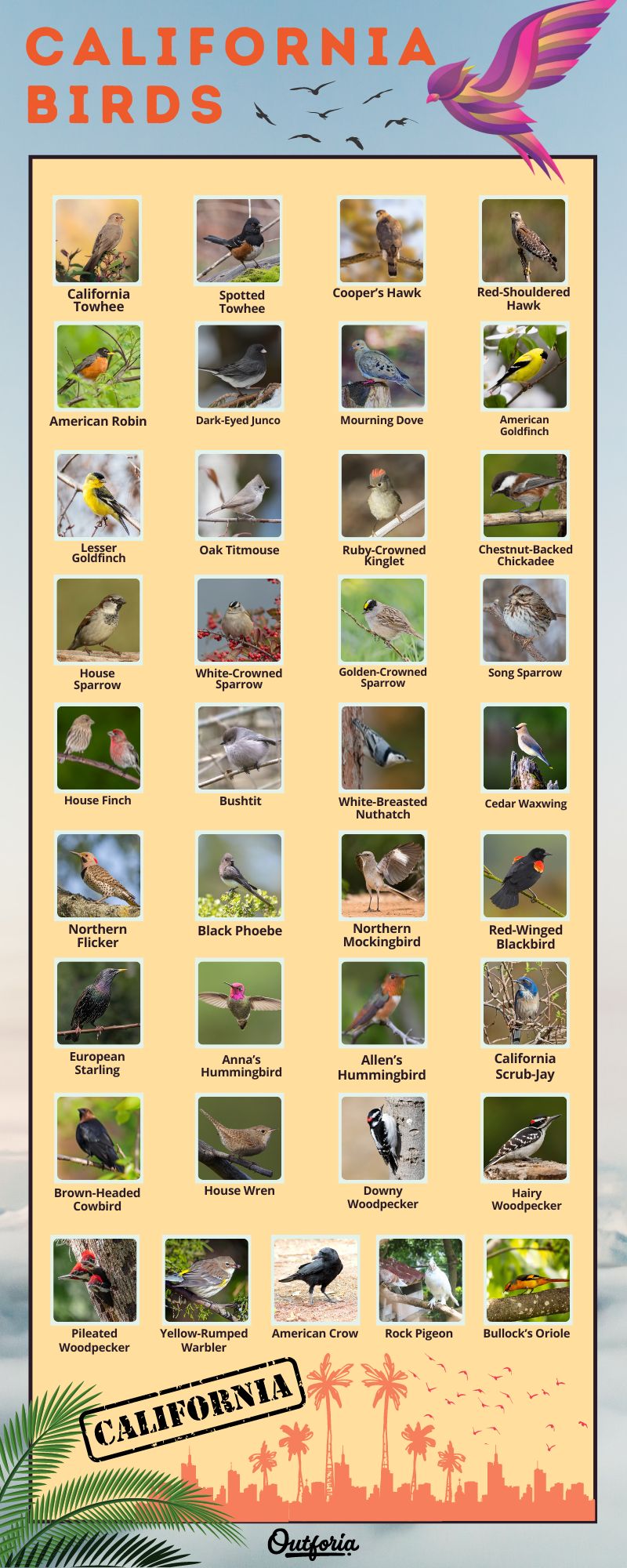 Chart of the different California birds complete with photos