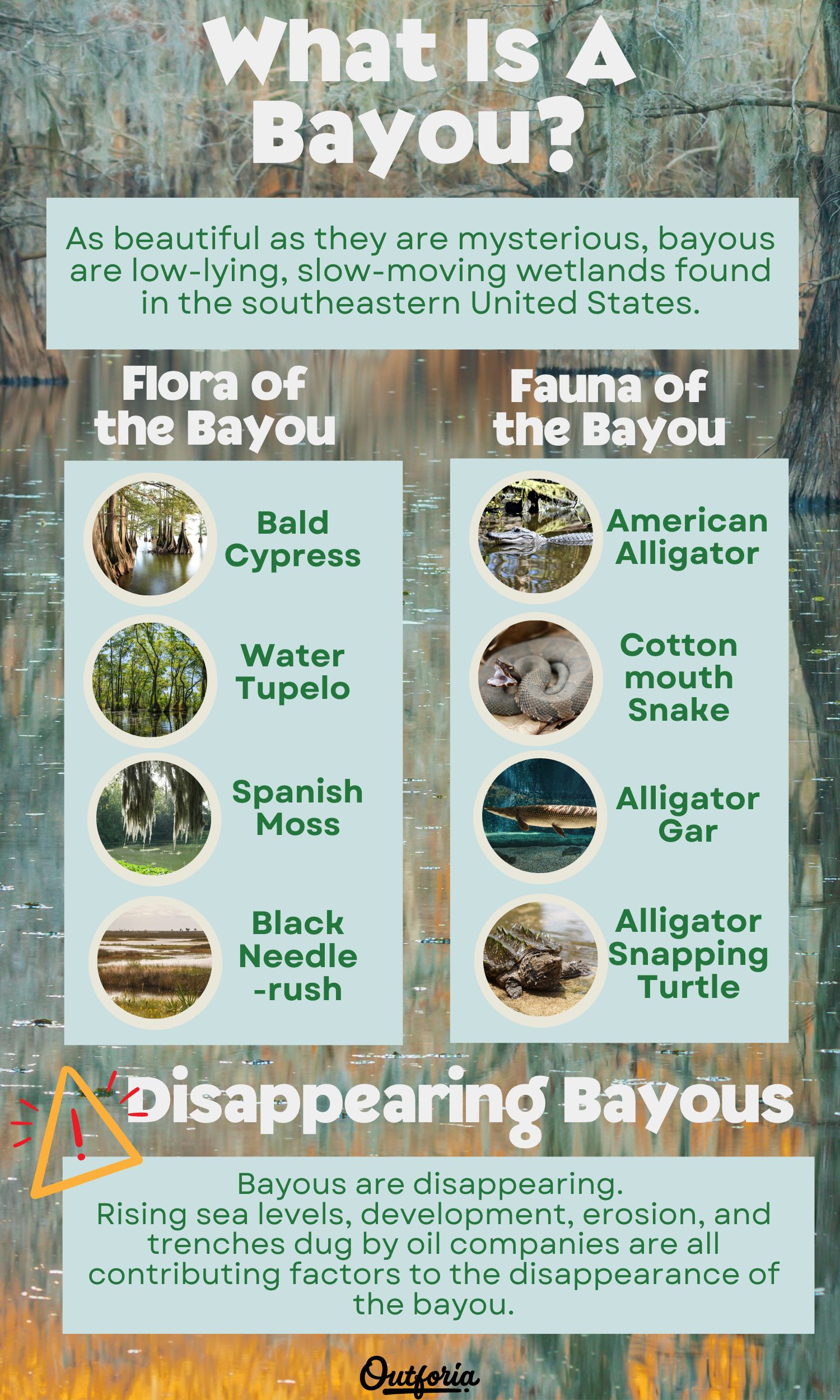 Chart of what is a bayou complete with facts, pictures, and more