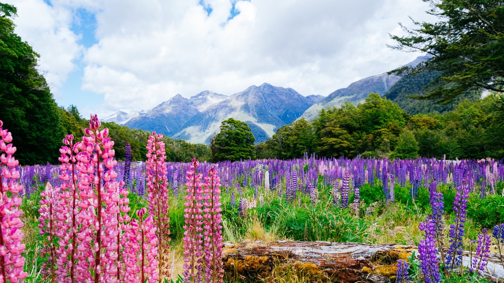 Lupin flowers on New Zealand mountains