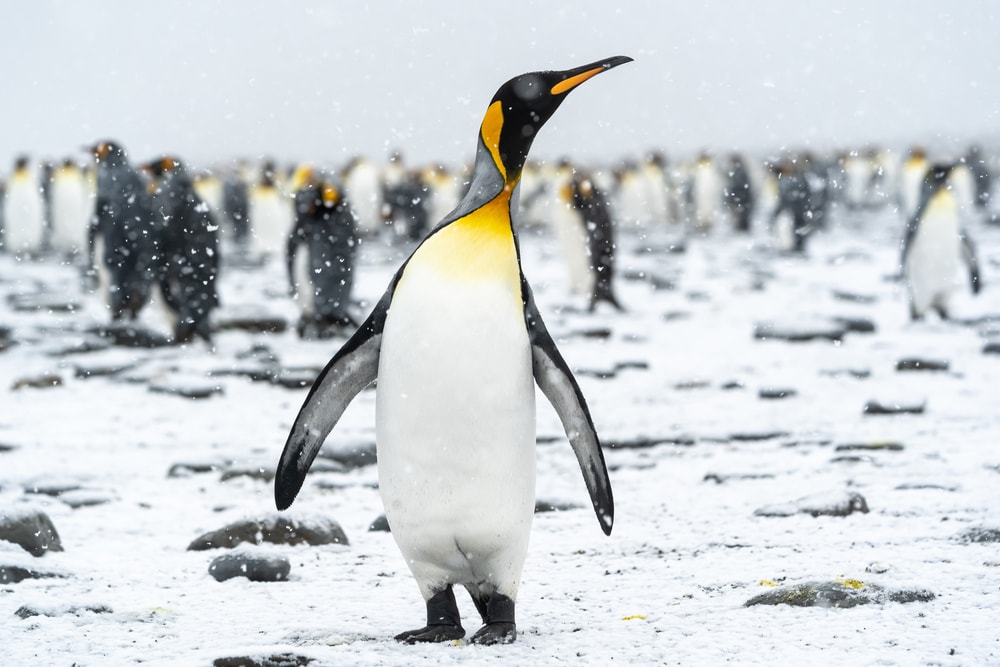 King Penguin walking on ice 