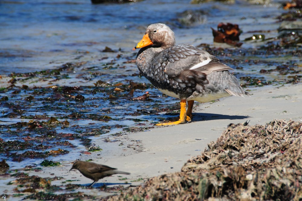 Steamer duck standing on the shores