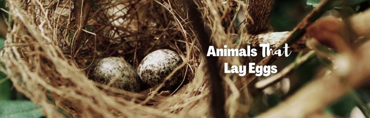 animals that lay eggs featured image