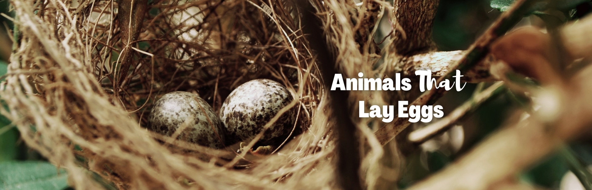 Animals That Lay Eggs: The World’s Most Eggs-ellent Creatures!