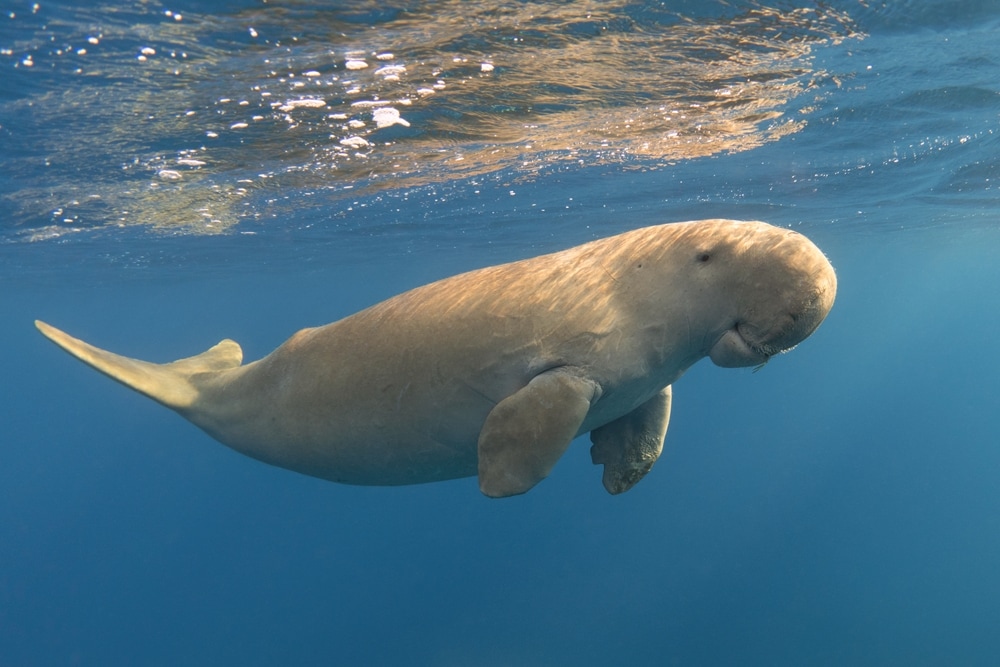 Dugong, mistaken as mermaids, swimming on the surface of the ocean