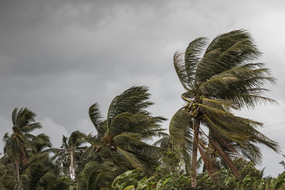 Wind blowing the coconut trees caused by tornado from nimbostratus clouds