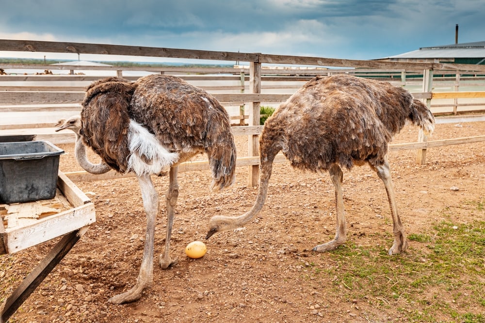 an ostrich laying egg on a pen