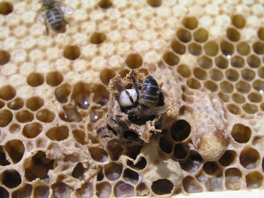 Royal jelly in queen cell