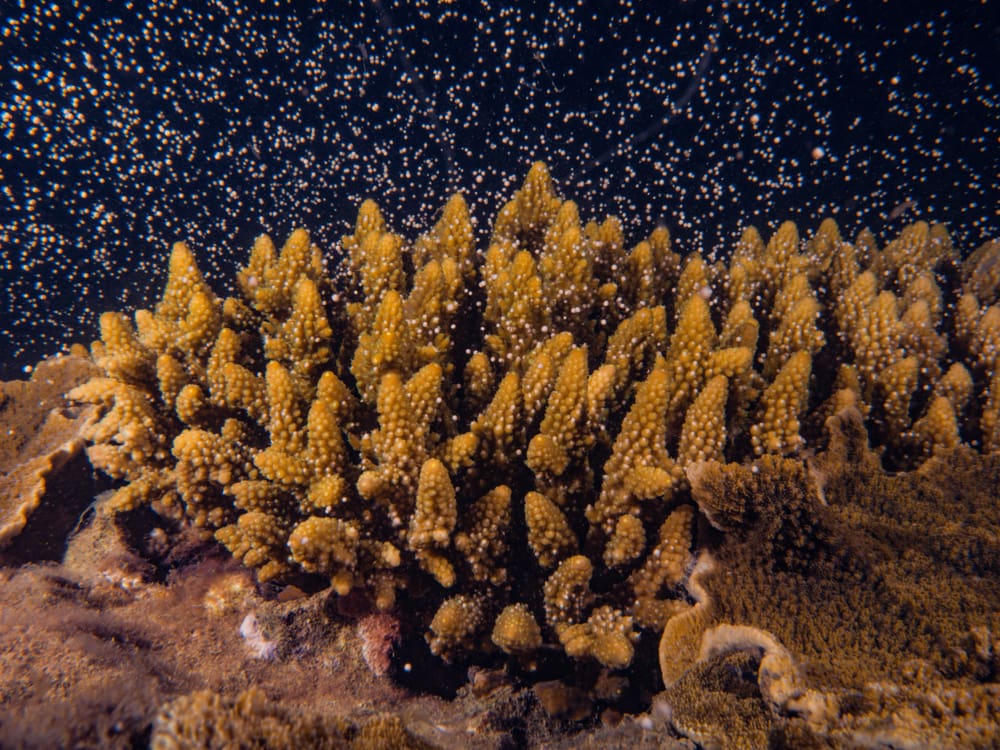 image of coral reef spawning