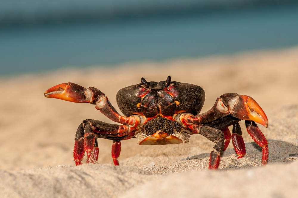 a female crab on the beach carrying its eggs on its abdomen 