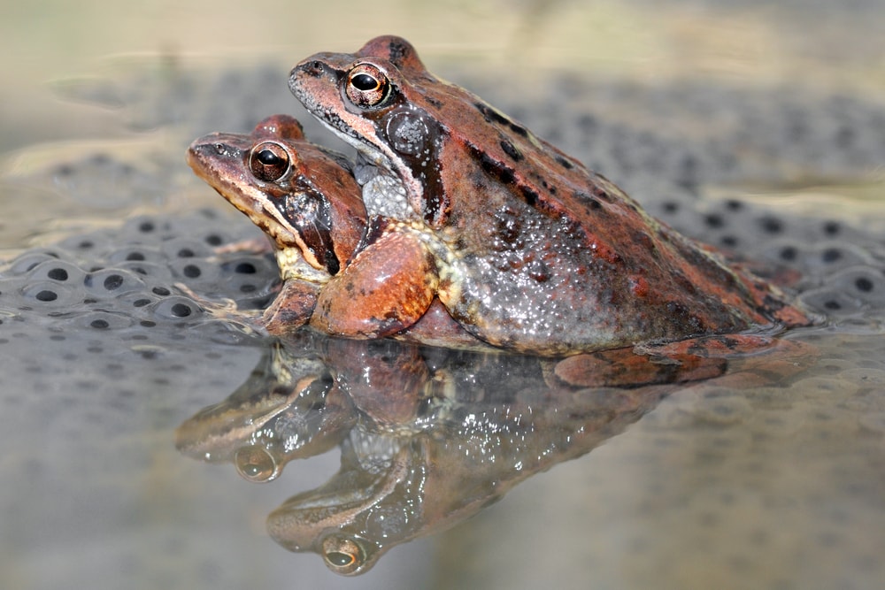 common frogs mating on eggs