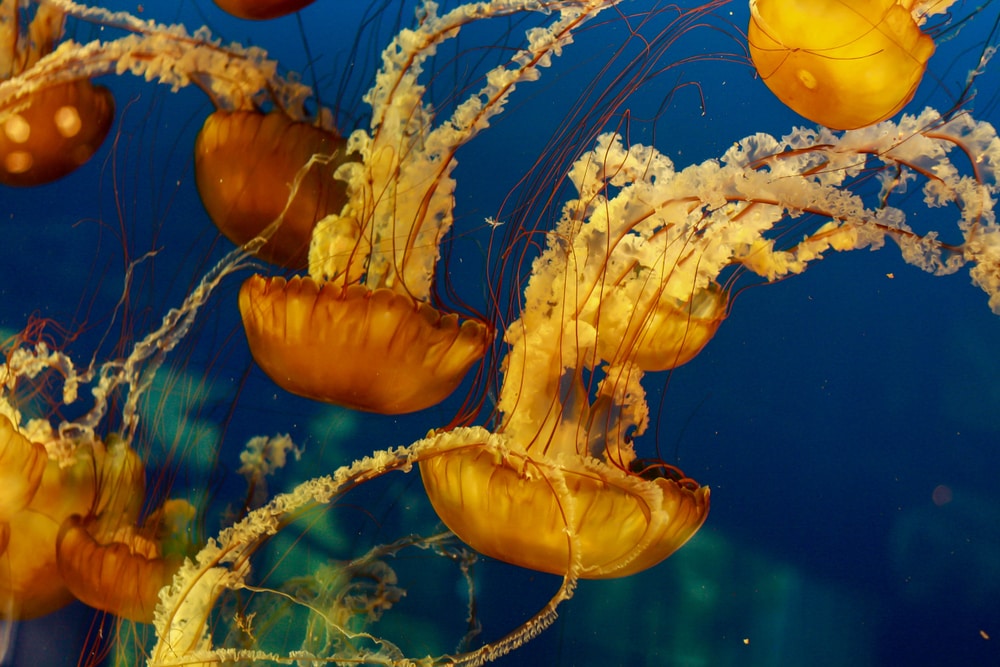 swarm of jellyfish on the ocean