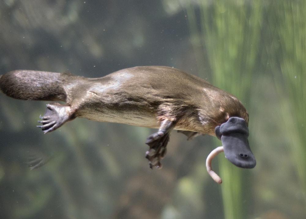 a platypus underwater eating worm