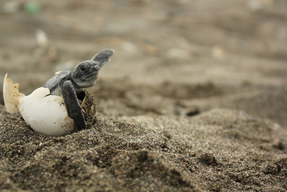 a baby sea turtle hatching from its egg